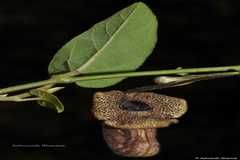 Aristolochia punjabensis